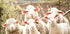 Poster „Schafherde“ - Posterbox.dk