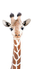 Baby Giraffe Plakat - Posterbox