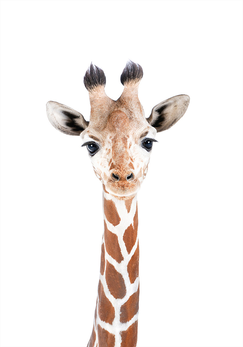 Baby Giraffe Plakat - Posterbox