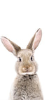 Baby Rabbit Plakat - Posterbox
