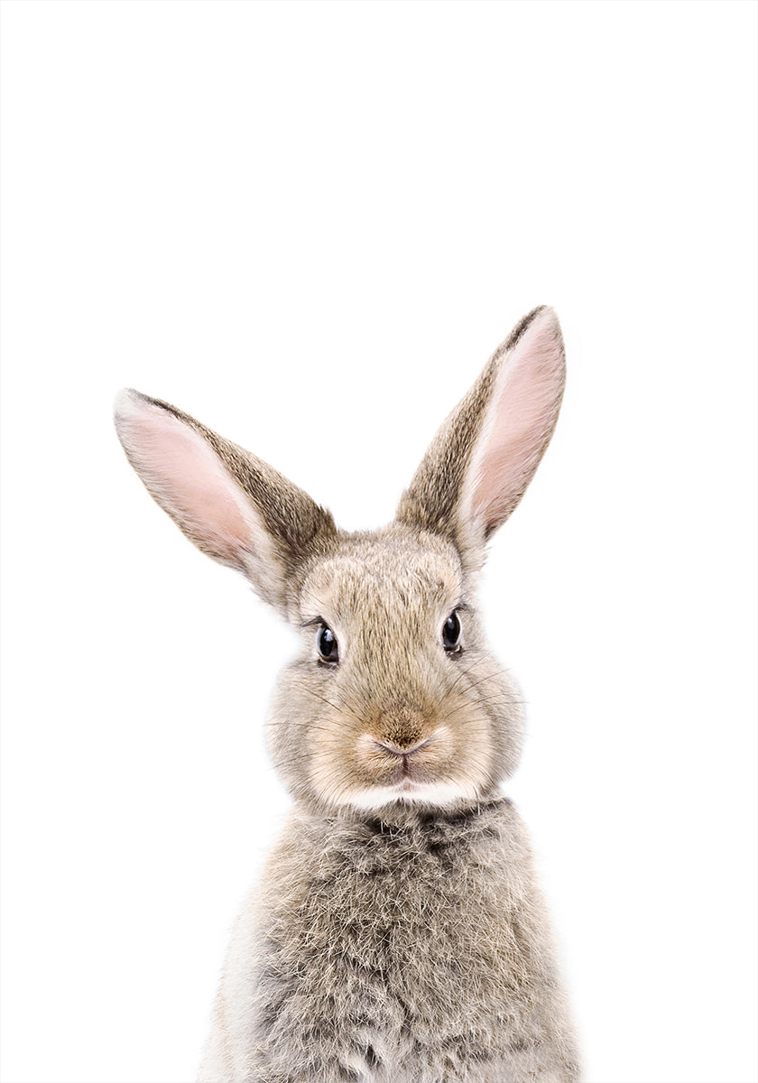 Baby Rabbit Plakat - Posterbox