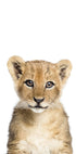 Baby Lion - Posterbox