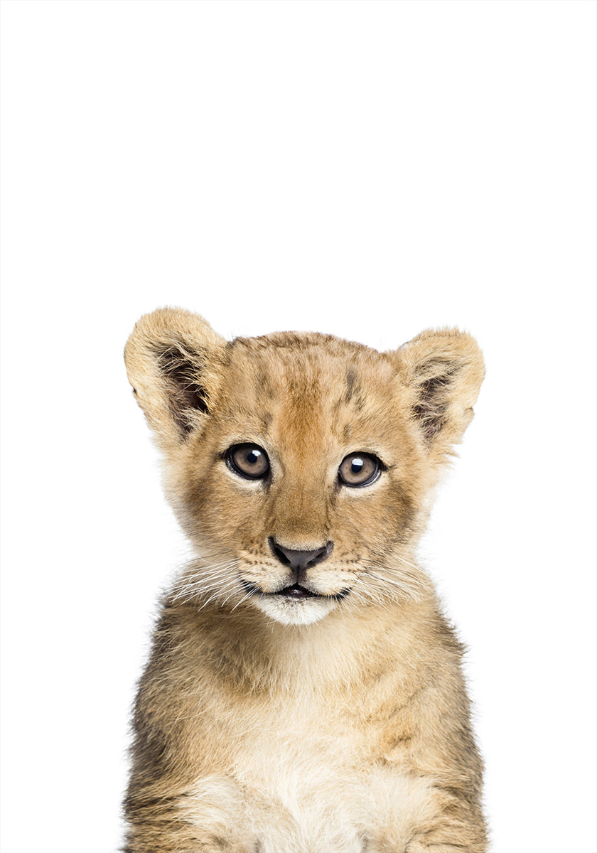 Baby Lion - Posterbox