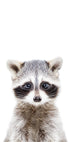 Baby Racoon - Posterbox