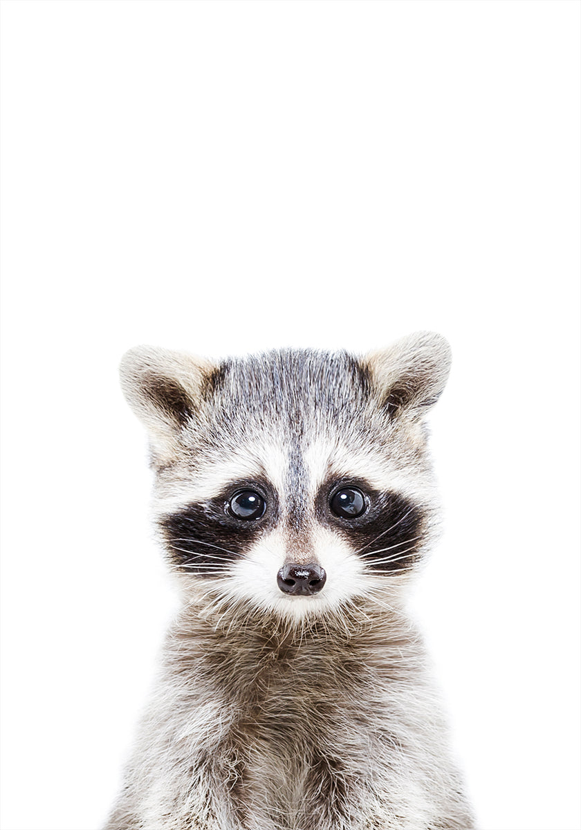Baby Racoon - Posterbox