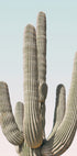 Saguaro Plakat - Posterbox