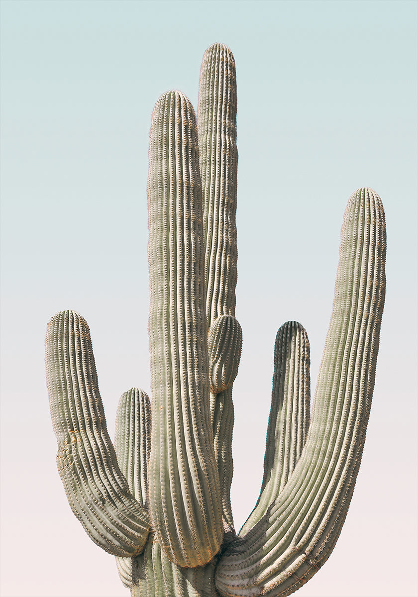 Saguaro Plakat - Posterbox