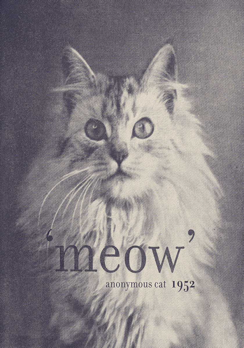Famous Quote Cat Plakat - Posterbox