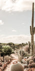 Cactus Farm Plakat - Posterbox