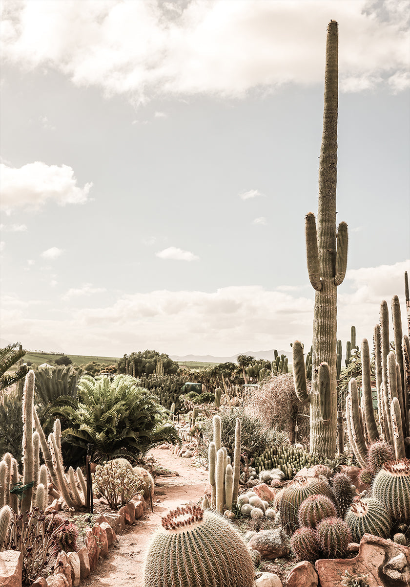 Cactus Farm Plakat - Posterbox