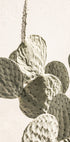 Prickly Elegance - Posterbox