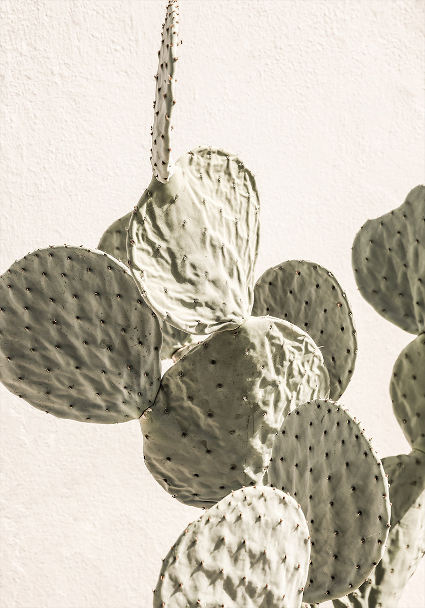 Prickly Elegance - Posterbox