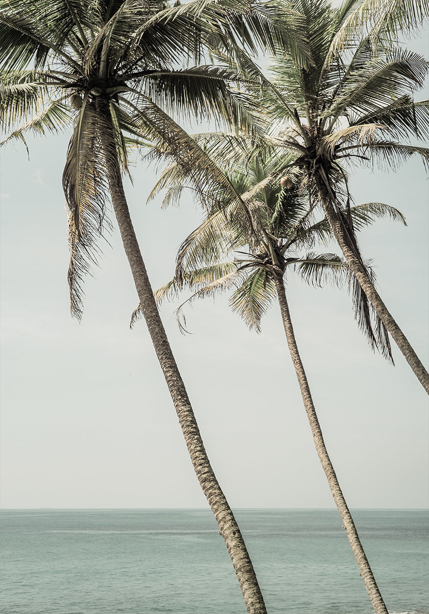 Ocean Breeze Palms Plakat - Posterbox