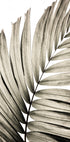 Palm Leaves 22 - Posterbox