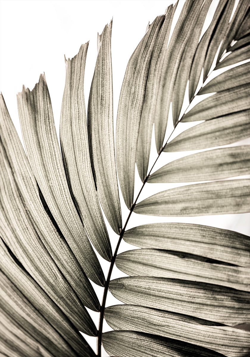 Palm Leaves 22 - Posterbox