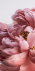 Peony - Posterbox