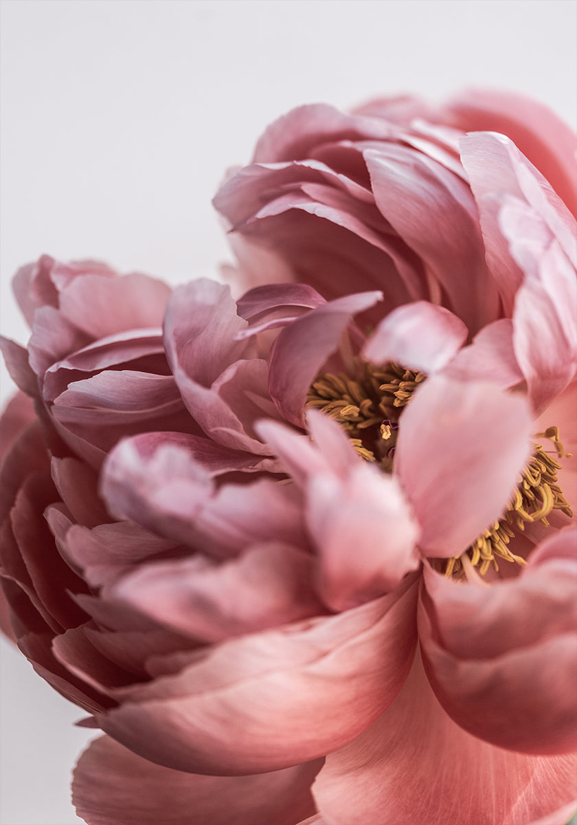 Peony - Posterbox