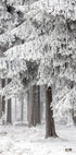 Winter Forest 2 - Posterbox