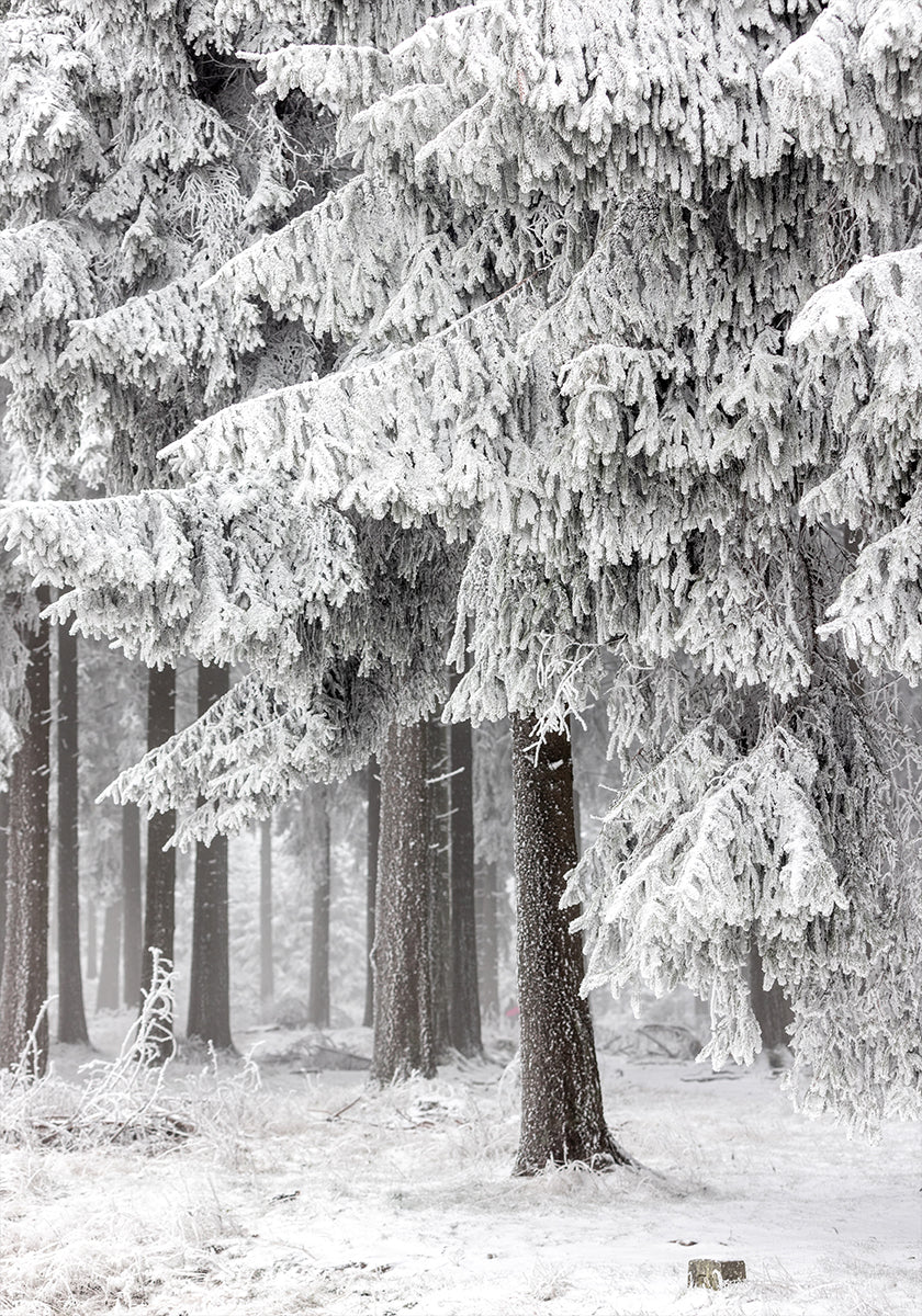 Winter Forest 2 - Posterbox