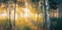 Gold in the forest Plakat - Posterbox