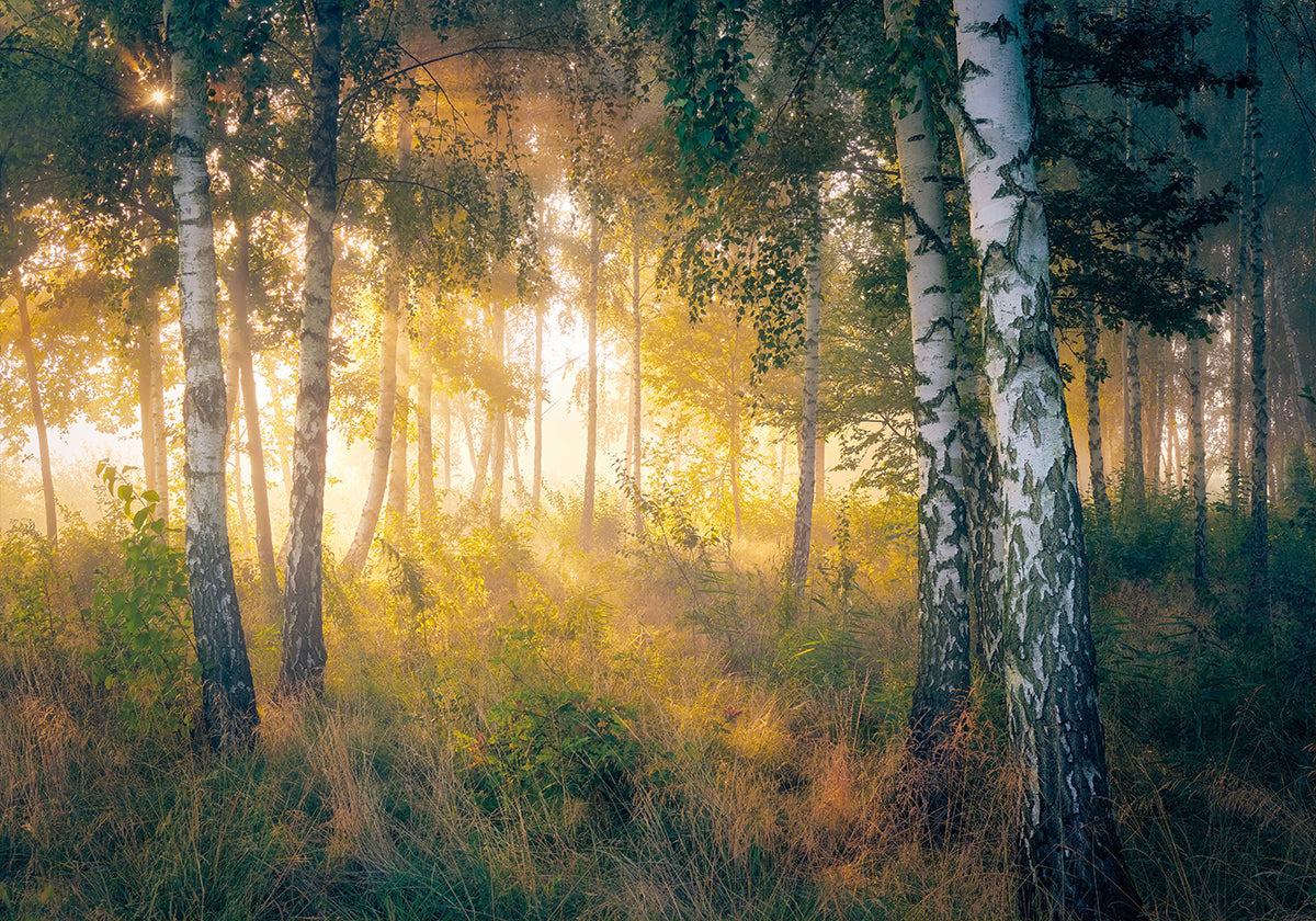 Gold in the forest Plakat - Posterbox