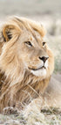 Löwe in der Savanne Poster - Posterbox.no