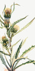 White Thistle Plakat - Posterbox
