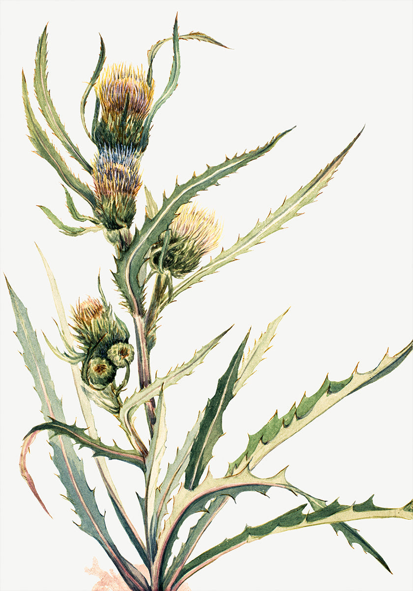White Thistle Plakat - Posterbox