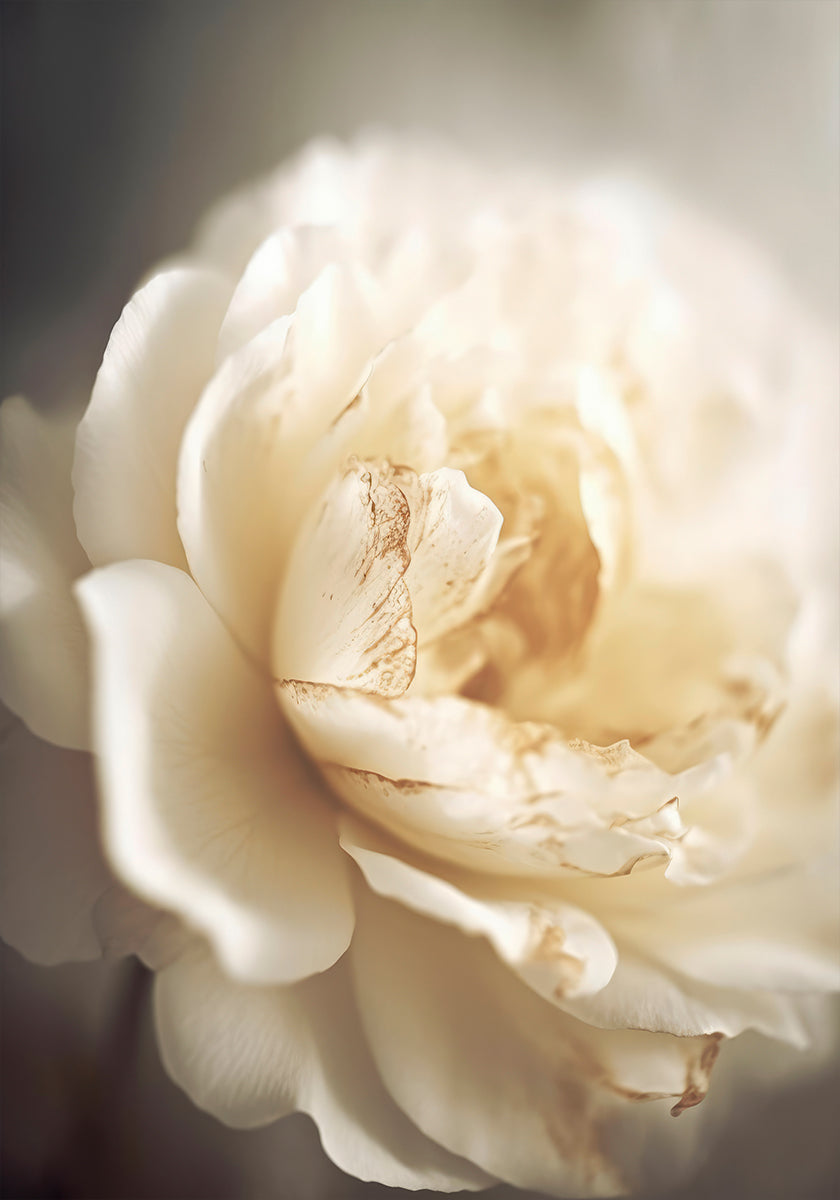 Ethereal Bloom - Posterbox