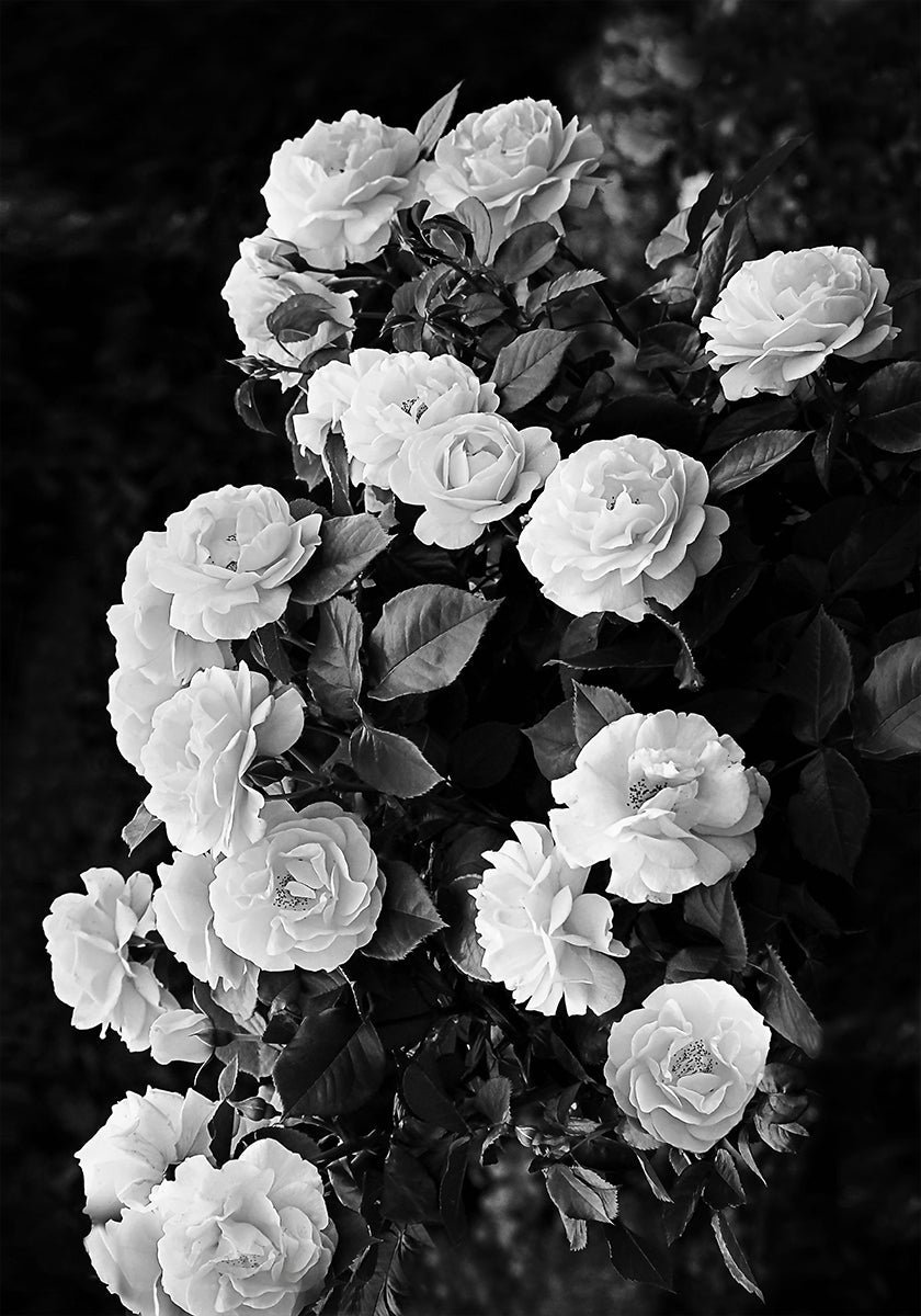 Rose Bush Plakat - Posterbox