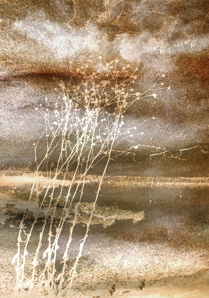 Dried Dreams Plakat - Posterbox