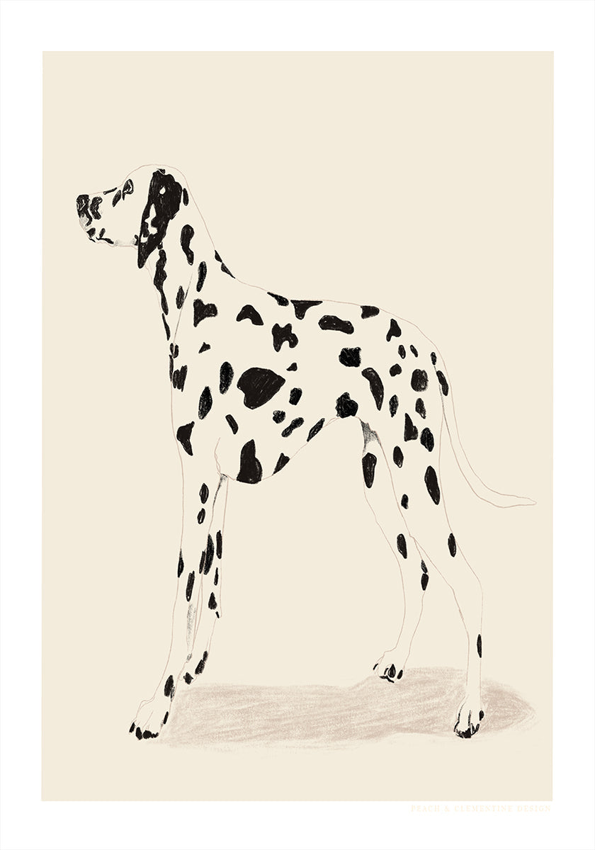 Pandc Dalmation Plakat - Posterbox