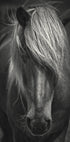 Alpine Surf Dude Plakat - Posterbox