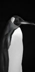 Mr. Penguin Plakat - Posterbox