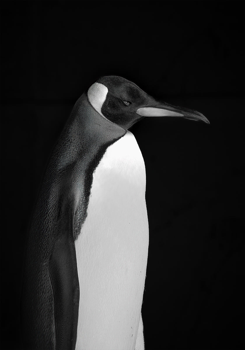 Mr. Penguin Plakat - Posterbox