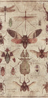 Vintage-style  Insects Plakat - Posterbox