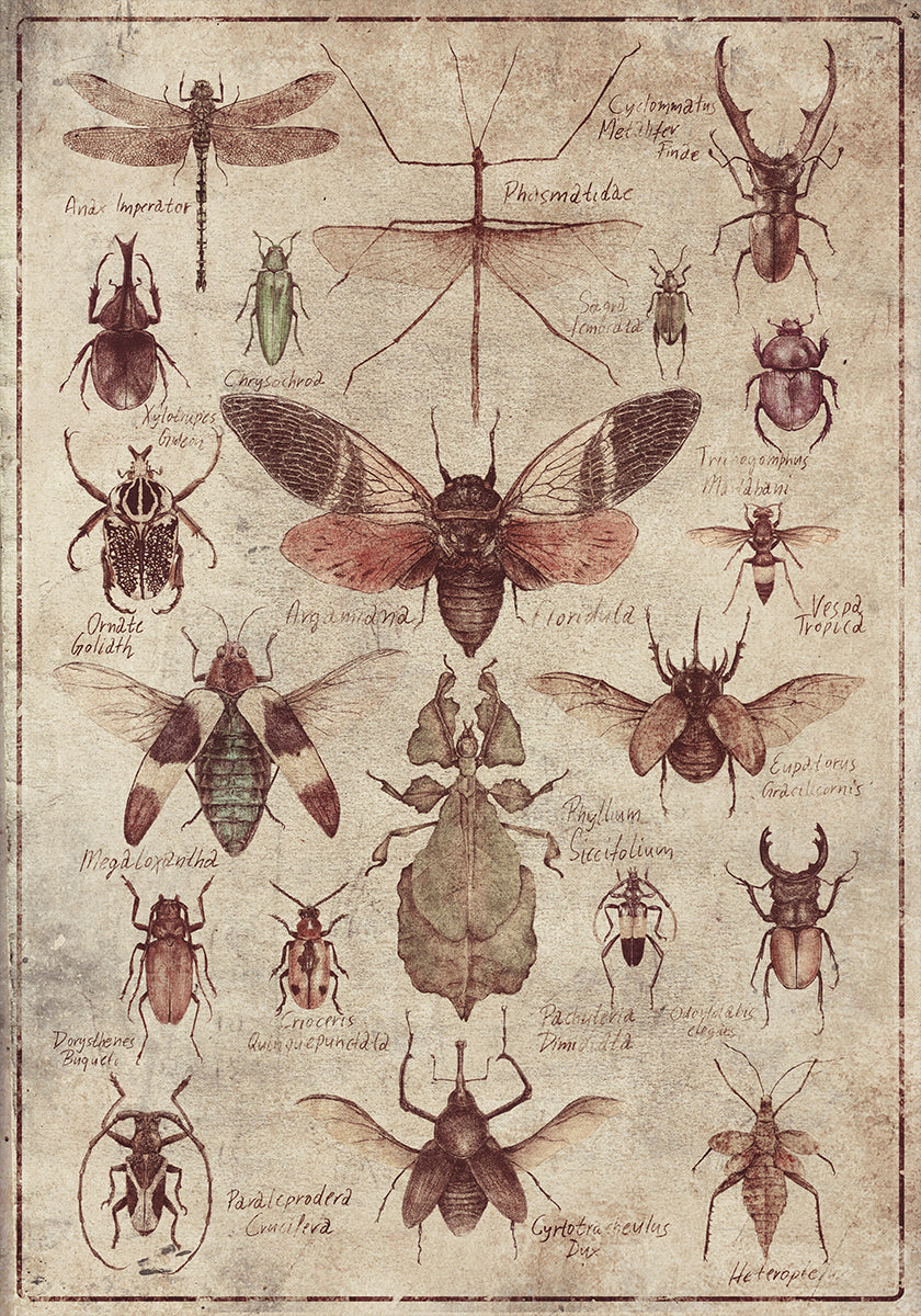 Vintage-style  Insects Plakat - Posterbox