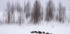 Winter in Hokkaido Plakat - Posterbox