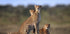 Cheetahs Family Plakat - Posterbox