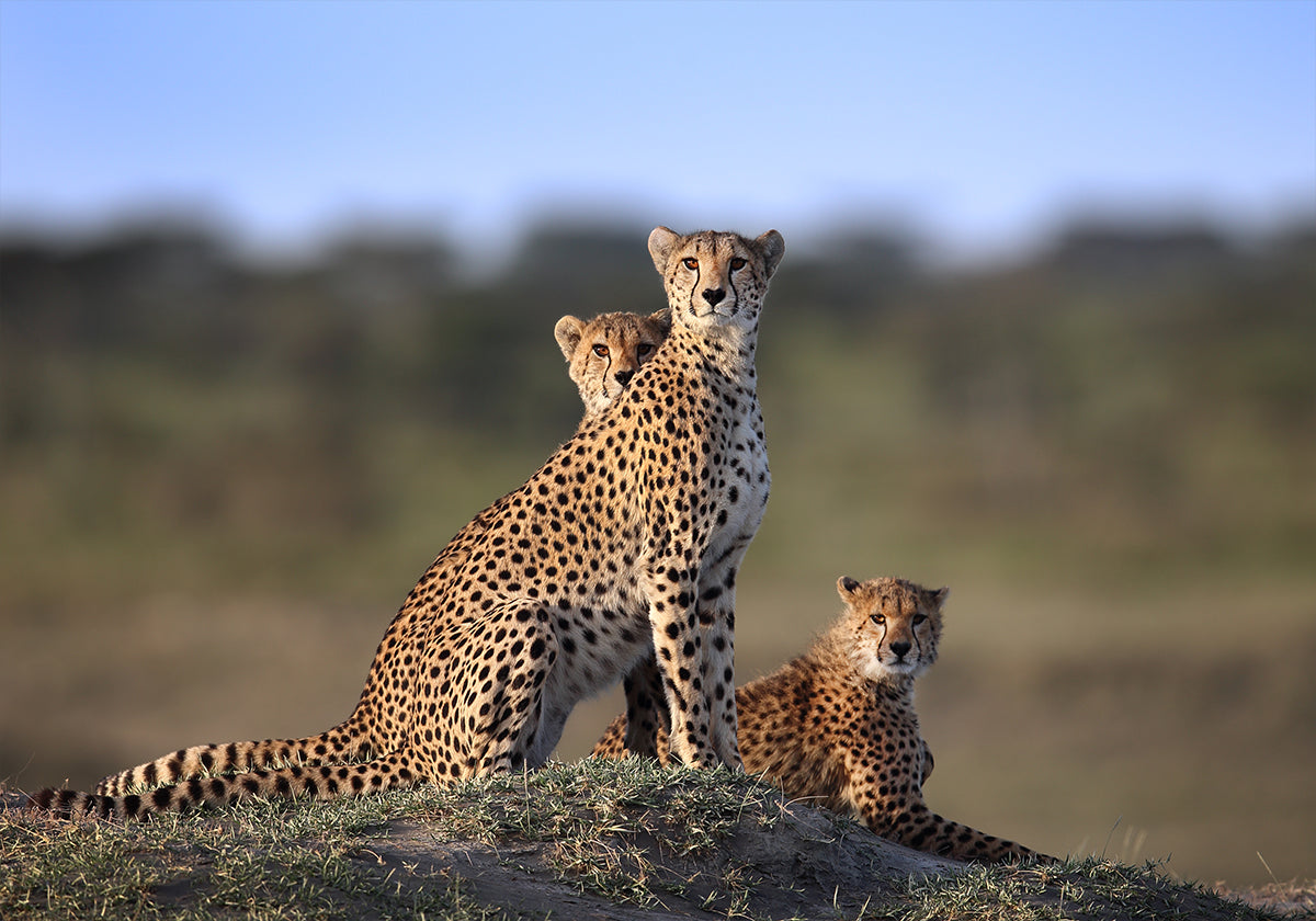 Cheetahs Family Plakat - Posterbox