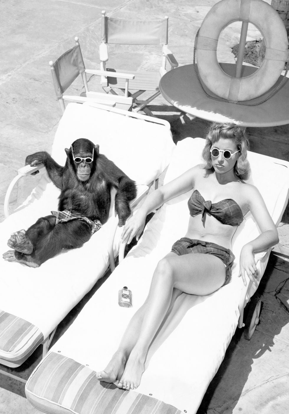Schimpansen-Affe beim Sonnenbaden Poster - Posterbox.no