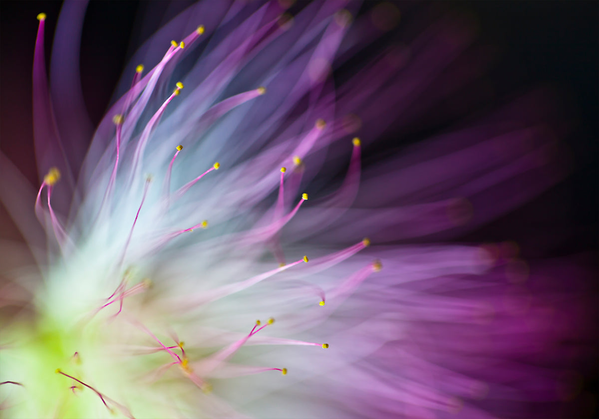 The Will-o-the-Wisp - Posterbox