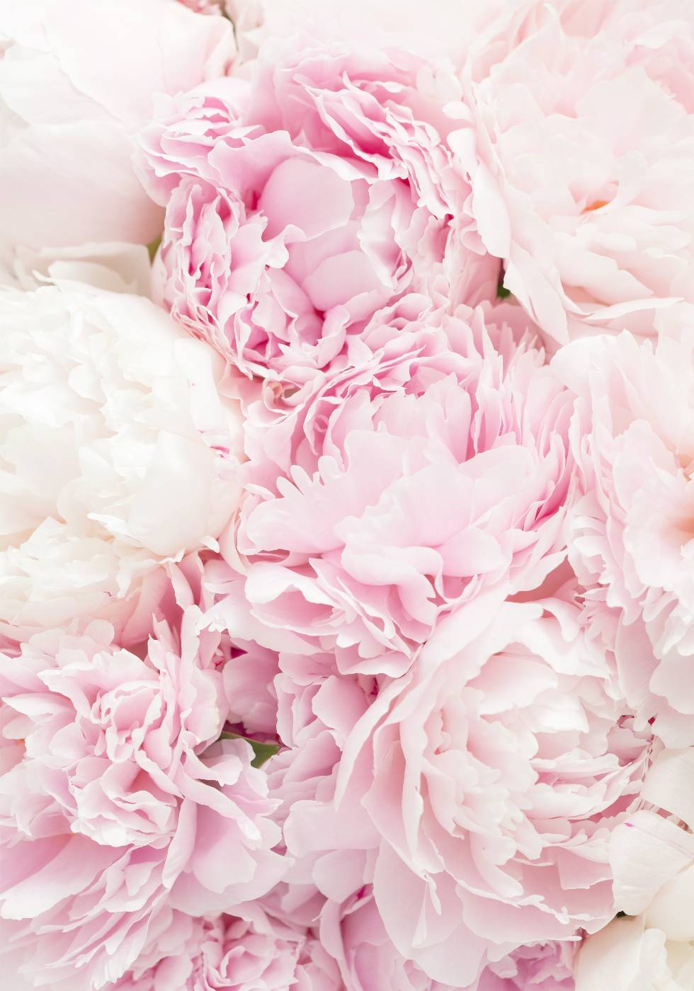 Pink Peony Dream Poster - Posterbox.no