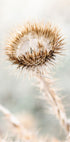 Trockenblumen-Cardo-Poster - Posterbox.no
