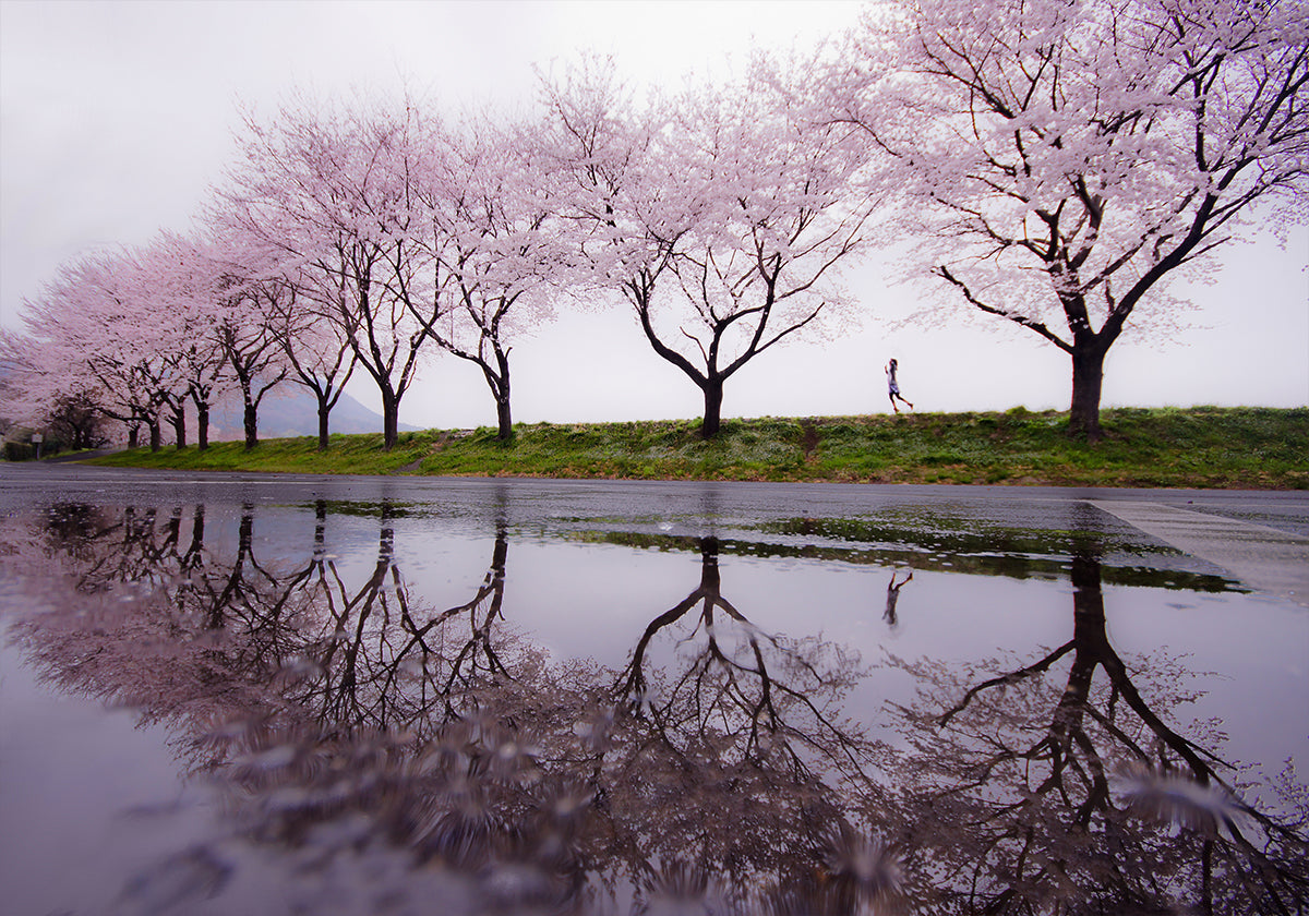 Rain of spring - Posterbox
