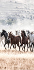 Wild Horses Free Spirit Poster - Posterbox.no