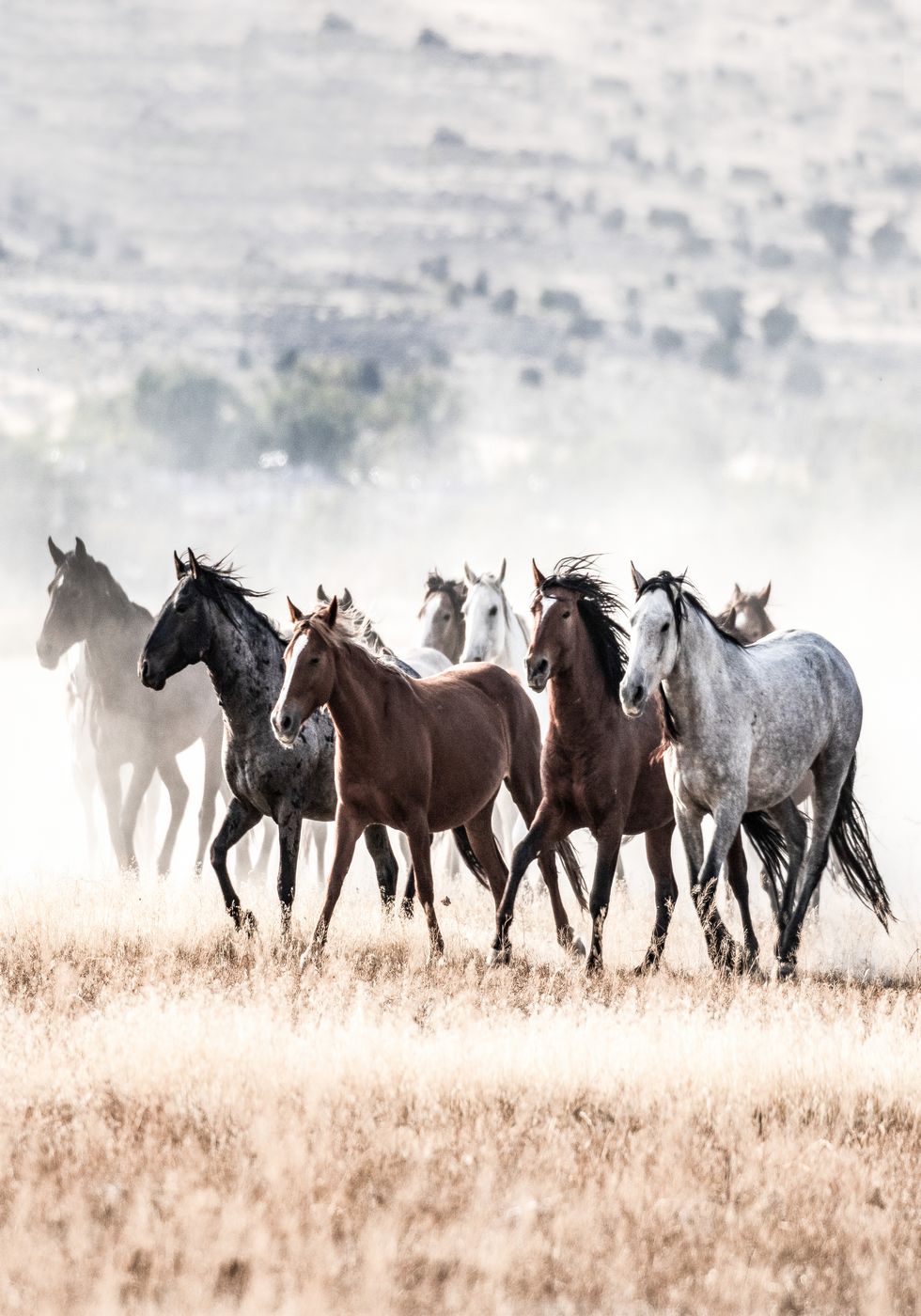 Wild Horses Free Spirit Poster - Posterbox.no