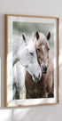 Wildpferde Nahaufnahme Poster - Posterbox.no