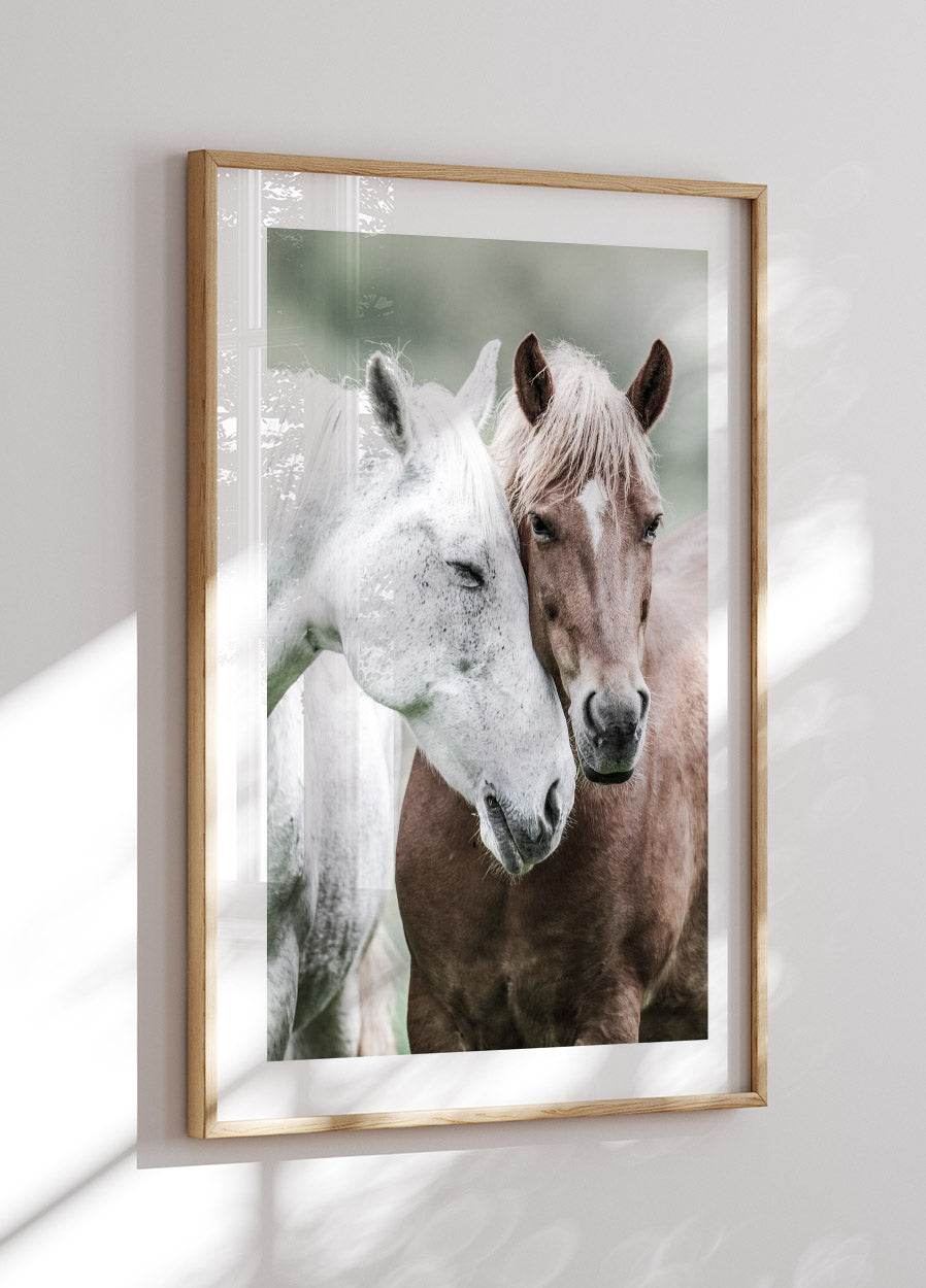 Wildpferde Nahaufnahme Poster - Posterbox.no