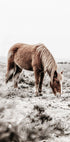 Wildes Pferd im Feld Poster - Posterbox.no